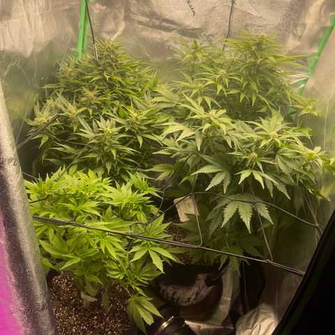 Red mandarine  growlog timeline photo