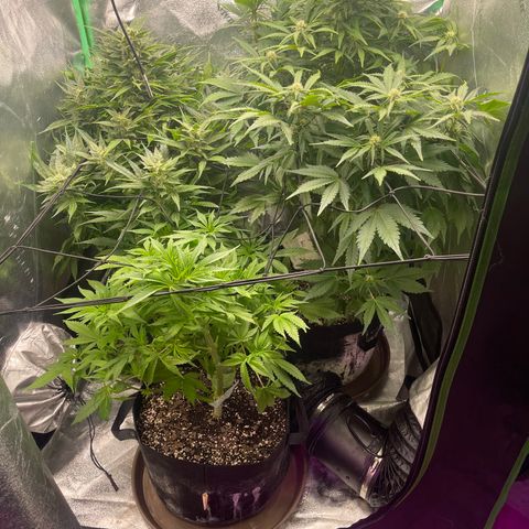 Red mandarine  growlog timeline photo
