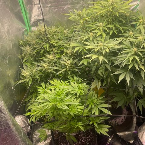 Red mandarine  growlog timeline photo