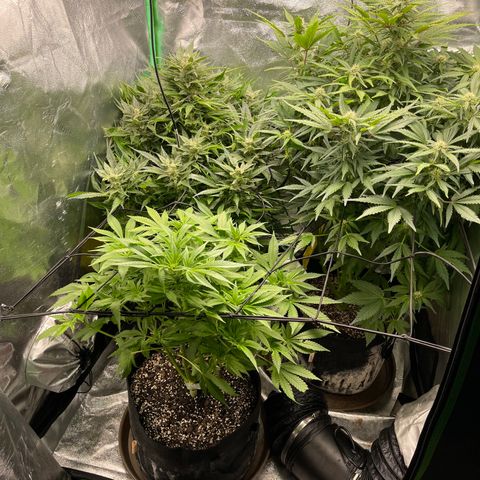 Red mandarine  growlog timeline photo