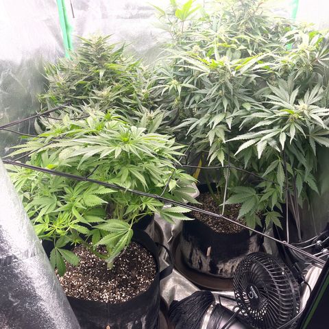 Red mandarine  growlog timeline photo