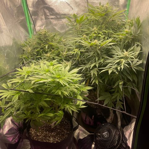 Red mandarine  growlog timeline photo