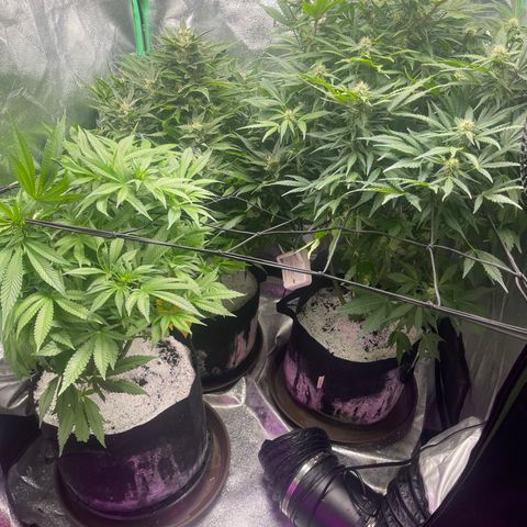 Red mandarine  growlog timeline photo