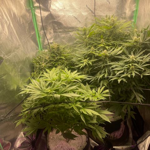 Red mandarine  growlog timeline photo