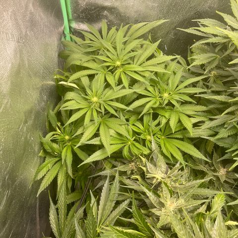 Red mandarine  growlog timeline photo