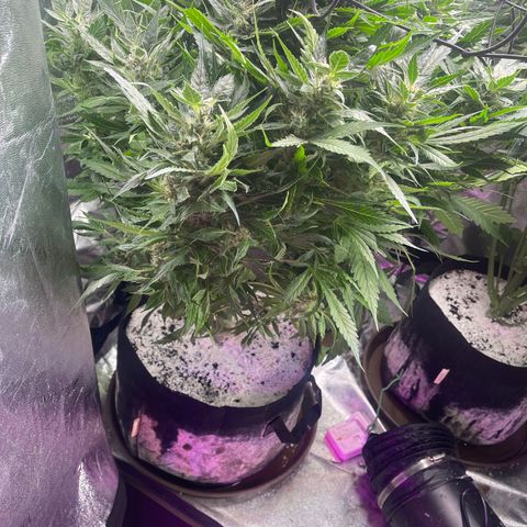 Red mandarine  growlog timeline photo