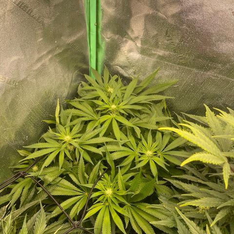 Red mandarine  growlog timeline photo