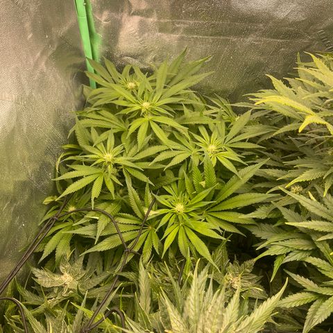 Red mandarine  growlog timeline photo
