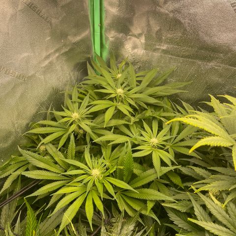 Red mandarine  growlog timeline photo
