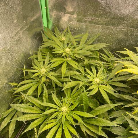 Red mandarine  growlog timeline photo