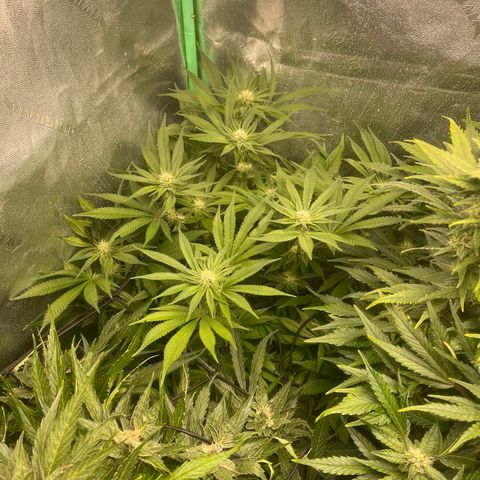 Red mandarine  growlog timeline photo