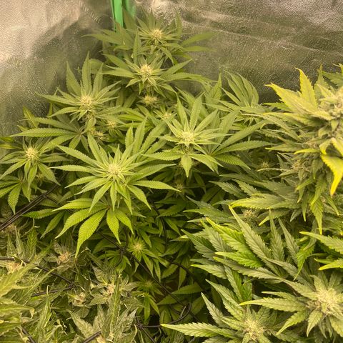 Red mandarine  growlog timeline photo