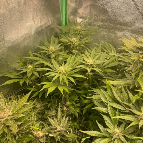 Red mandarine  growlog timeline photo