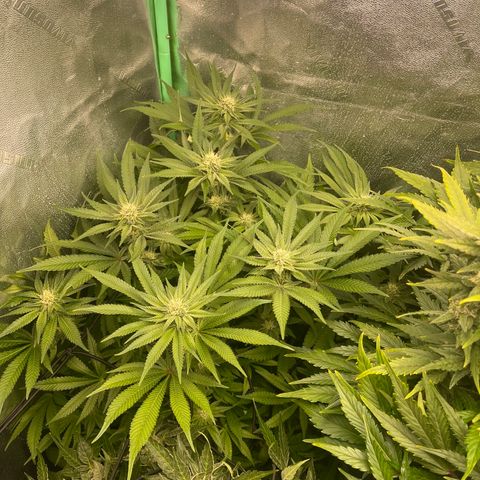 Red mandarine  growlog timeline photo