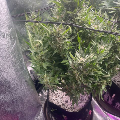Red mandarine  growlog timeline photo