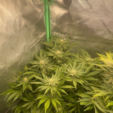 Red mandarine  growlog timeline photo