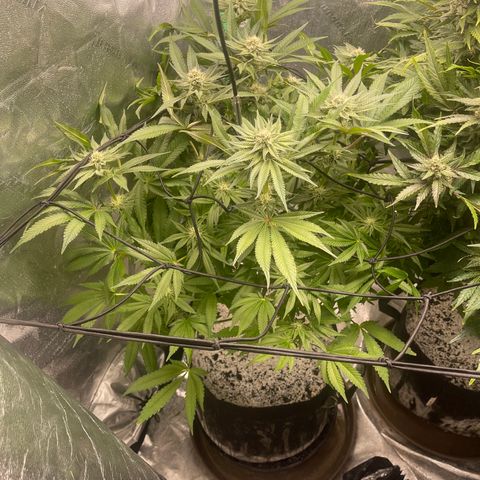 Red mandarine  growlog timeline photo