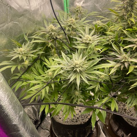 Red mandarine  growlog timeline photo