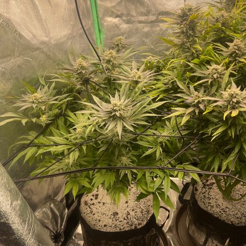 Red mandarine  growlog timeline photo