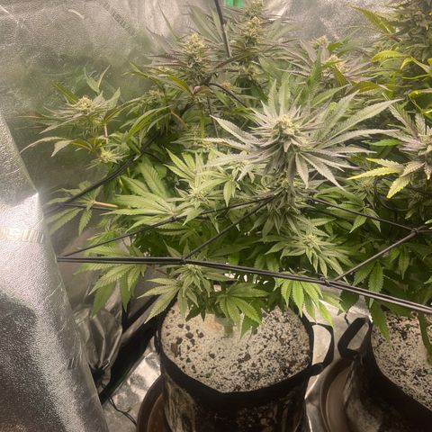 Red mandarine  growlog timeline photo