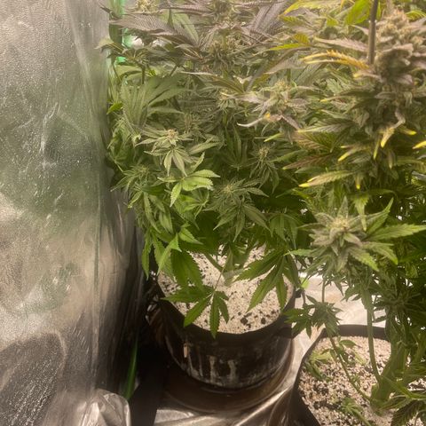 Red mandarine  growlog timeline photo