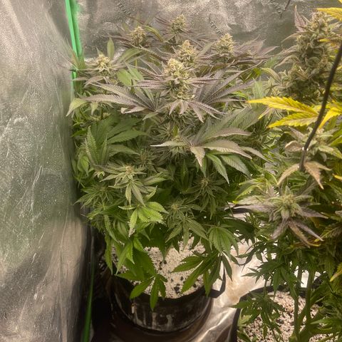 Red mandarine  growlog timeline photo
