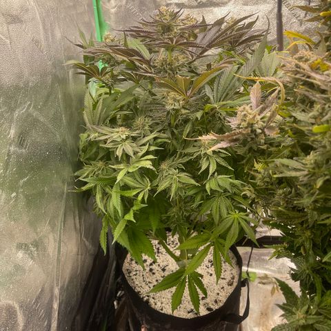 Red mandarine  growlog timeline photo
