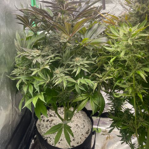 Red mandarine  growlog timeline photo