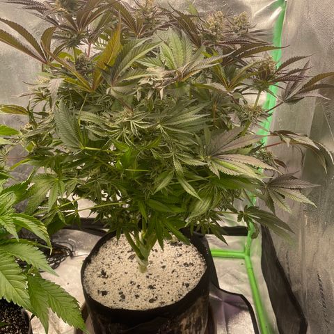 Red mandarine  growlog timeline photo