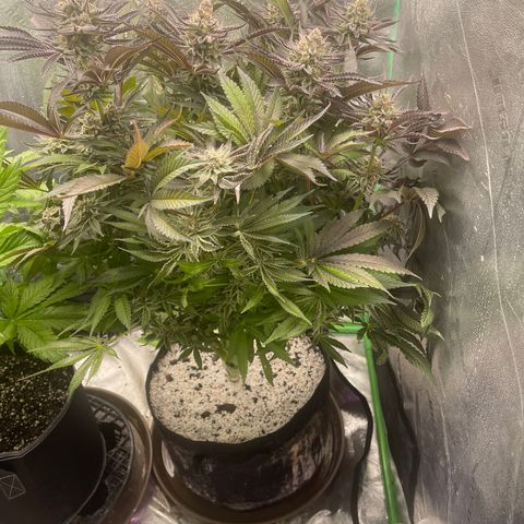Red mandarine  growlog timeline photo