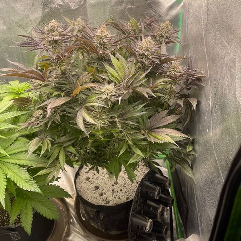 Red mandarine  growlog timeline photo