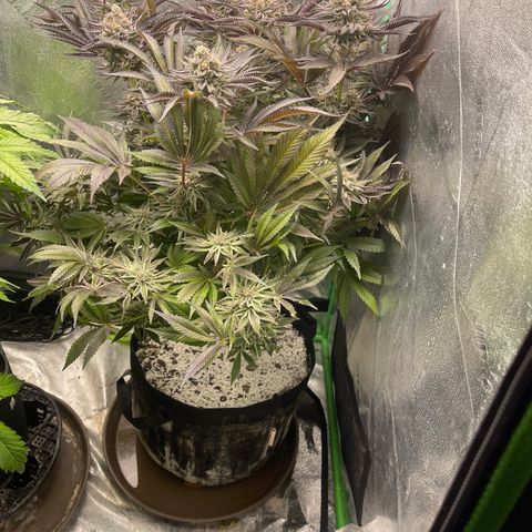 Red mandarine  growlog timeline photo