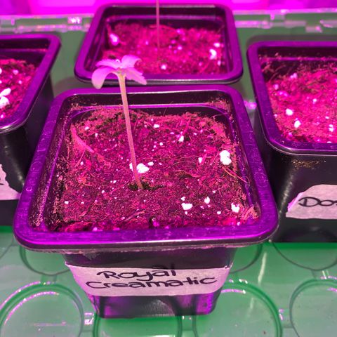 Royal Creamatic growlog timeline photo