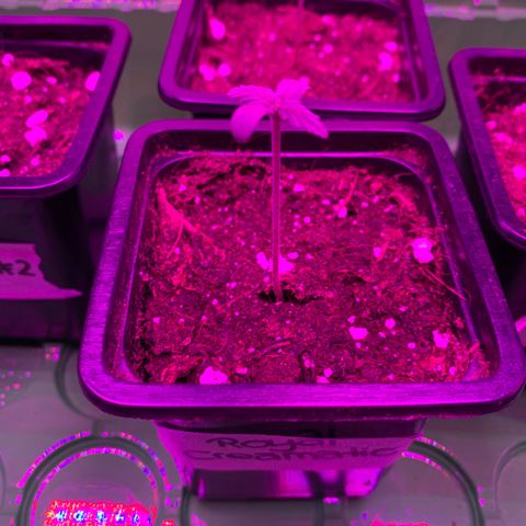 Royal Creamatic growlog timeline photo