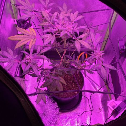 Diesel growlog photo: nach dem Venti Unfall ziemlich operiert aber wird schon.