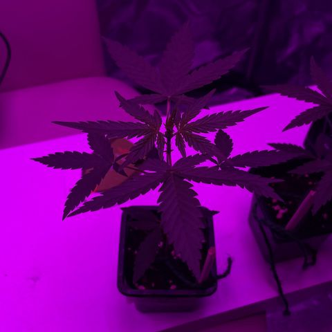 Royal Creamatic growlog timeline photo