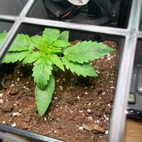 Skunk XL growlog timeline photo