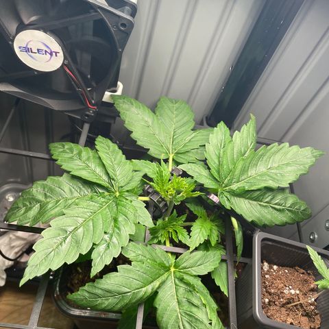 Skunk XL growlog photo: Obere Blätter entfernt, haupttrieb bildet nach topping neue Triebe (-4)