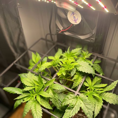 Skunk XL growlog photo: Scrog Gitter zum sortieren genutzt