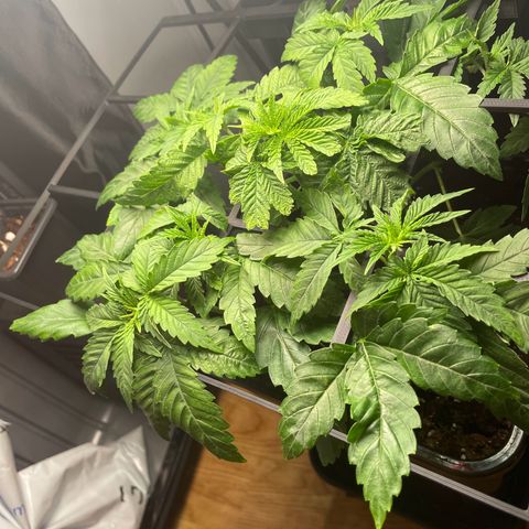 Skunk XL growlog photo: CO2 neu