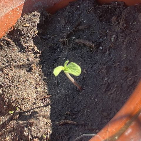 O.G. Kush growlog timeline photo