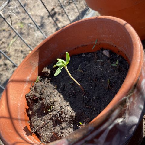 O.G. Kush growlog timeline photo