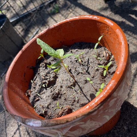 O.G. Kush growlog photo: im not shre why it looks so funky.?