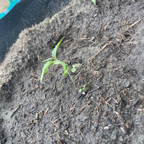 O.G. Kush growlog timeline photo