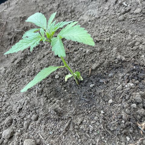 O.G. Kush growlog timeline photo