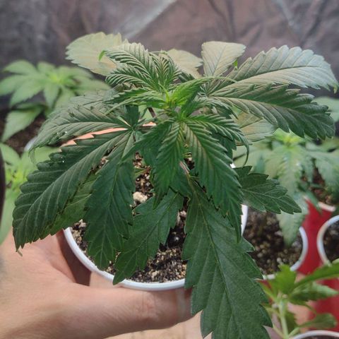 Jamaica Grape growlog photo: 18° dia