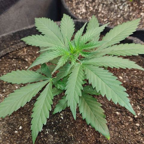 Jamaica Grape growlog photo: Transplante