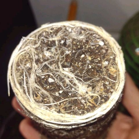 Jamaica Grape growlog photo: Transplante
