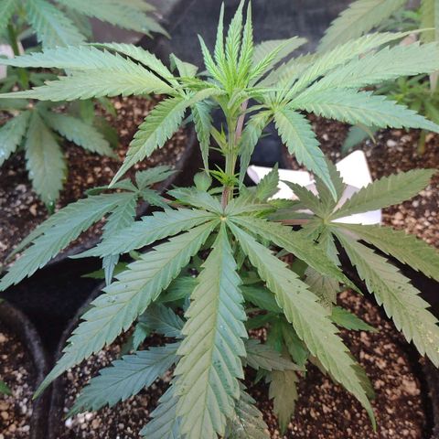 Jamaica Grape growlog photo: 4°semana