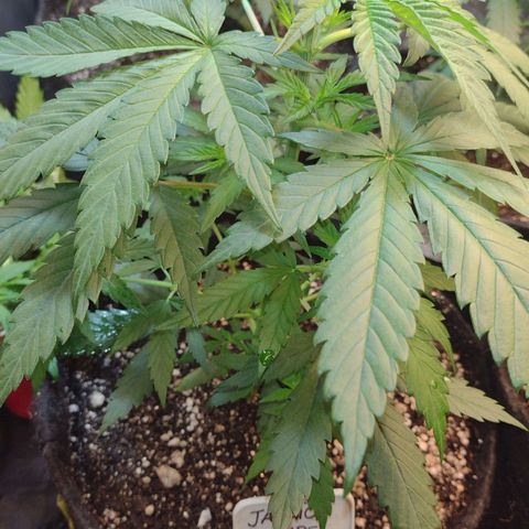 Jamaica Grape growlog timeline photo
